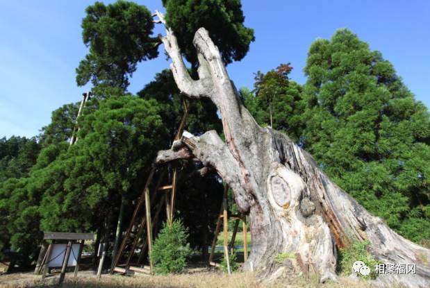 熊本美食大攻略,熊本城美食