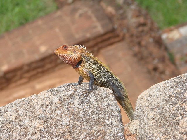 在斯里兰卡旅游必做的10件事,在斯里兰卡的难忘旅行经历