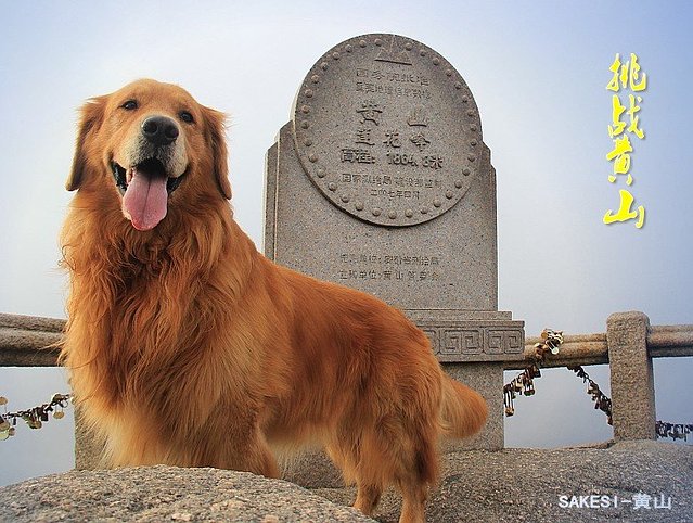 金毛萨克斯,金毛挑战全部视频