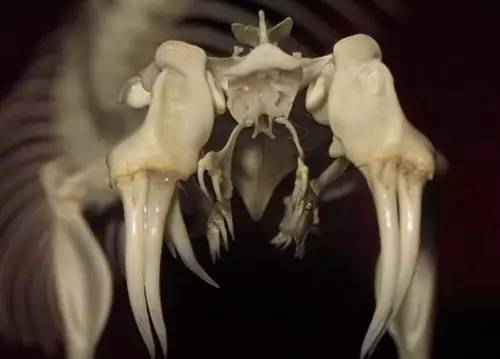 原来，这些救治毒蛇咬伤的方法都不靠谱