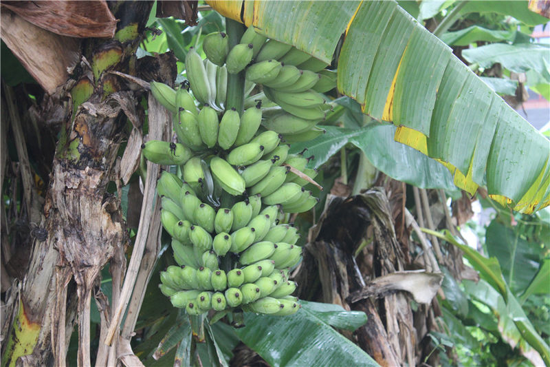 淇澳岛亲子游,一天时间玩转珠海淇澳岛