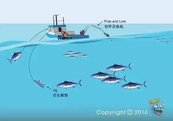 金枪鱼一般吃什么,金枪鱼要怎么吃才好吃