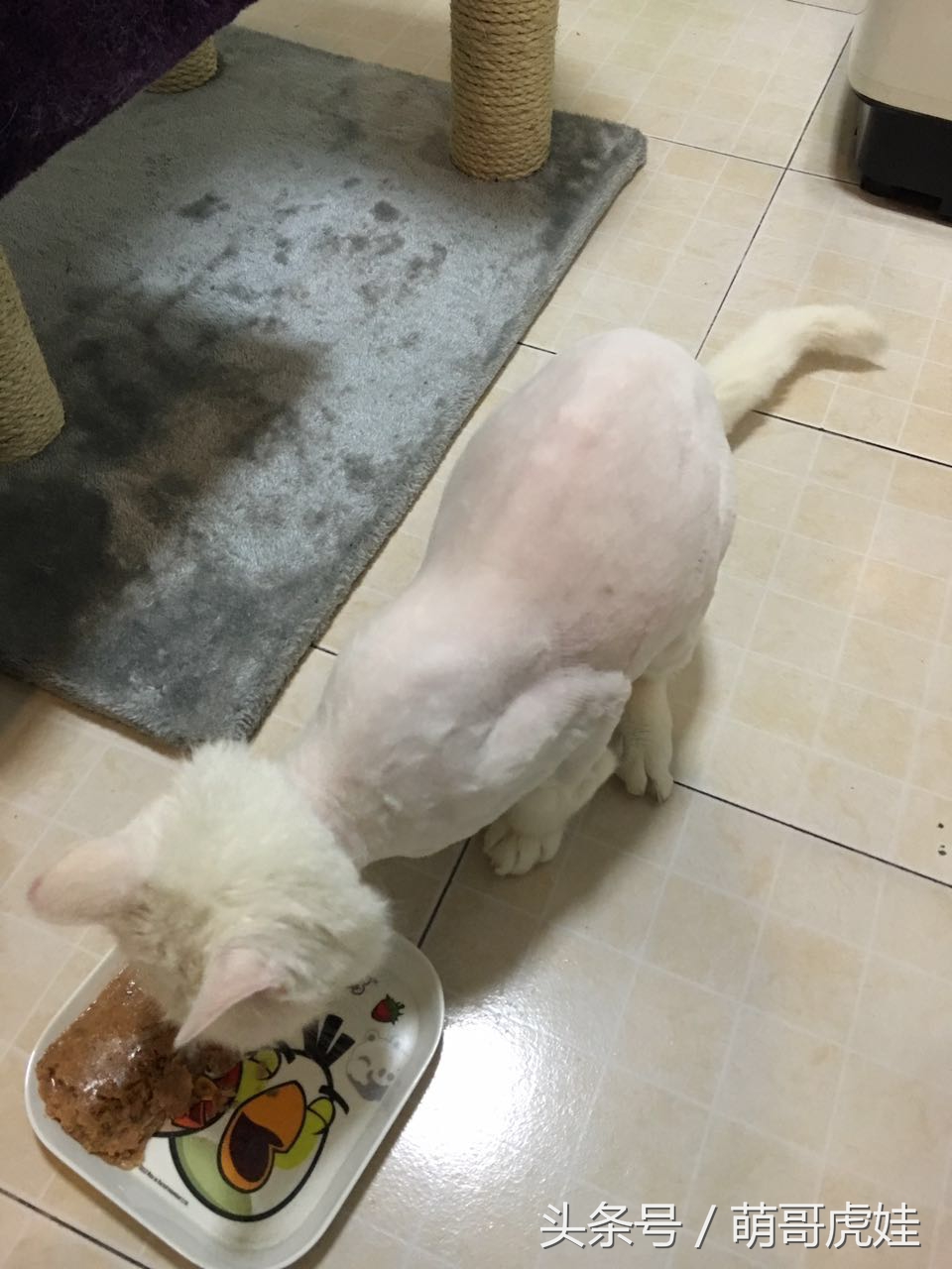 澶忓ぉ鏉ヤ簡鐚ゴ,澶忓ぉ鏉ヤ簡瑕佺粰鐚壀姣涘悧