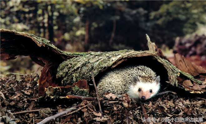 77岁瘫痪老人被虐待,80岁老人惨遭儿媳虐待