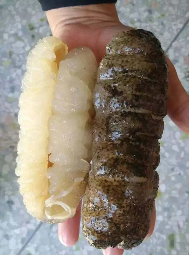 澳洲海参之秃参食补功效及注意事项