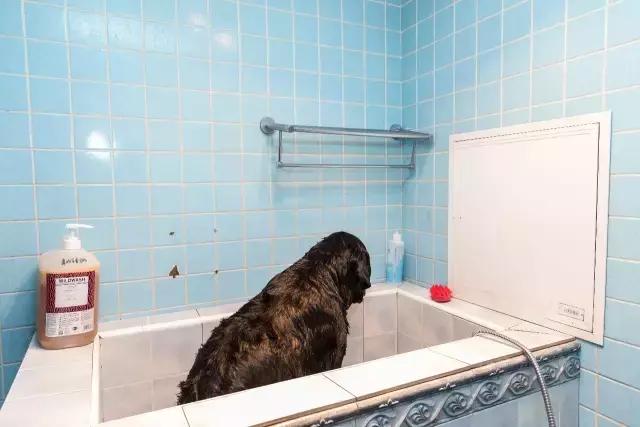 狗生如梦｜ONE实验室