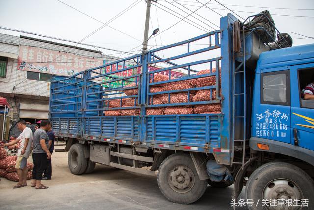 在农村收购大蒜卖给金乡冷库,农村商贩收购大蒜