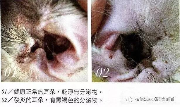 猫眼的养护方法,猫眼保养方法