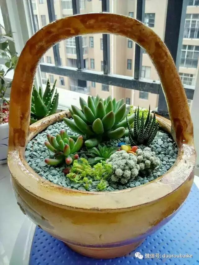 遇见多肉作品,和多肉邂逅的时光