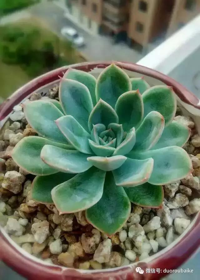 遇见多肉作品,和多肉邂逅的时光