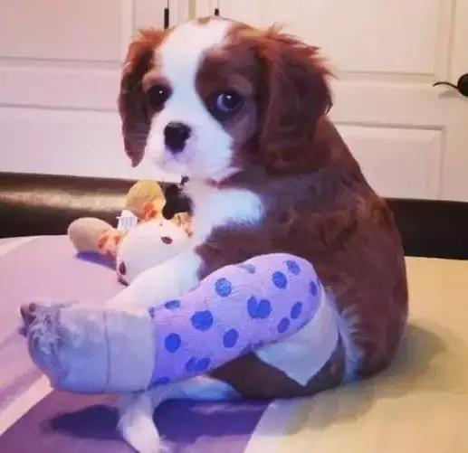 受了伤的狗狗,汪星人受伤真相