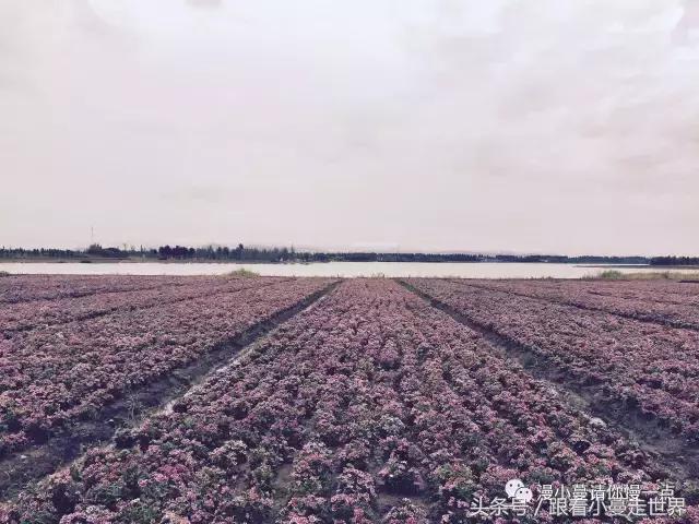 高淳去南京玩,高淳看荷花