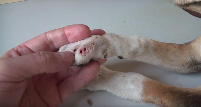 可怜的小狗被寄生虫寄生了,寄生虫强行控制宿主