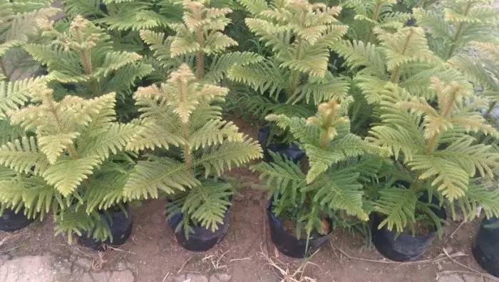 大叶南洋杉盆栽,南洋杉盆景叶黄原因