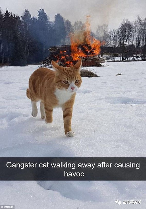 搞笑网红猫咪图片,网络上小猫照片被网友恶搞