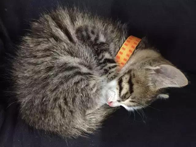 猫咪睡姿大作战,猫咪大字型睡姿图片