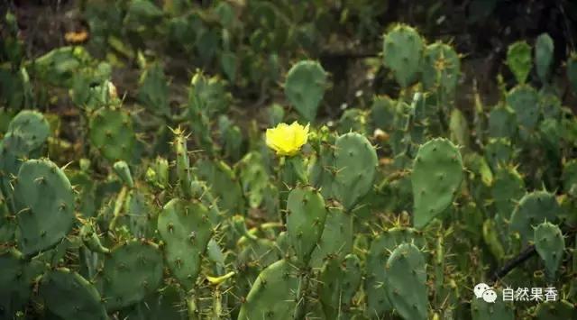 你不知道的仙剑三花絮,你不知道的仙品