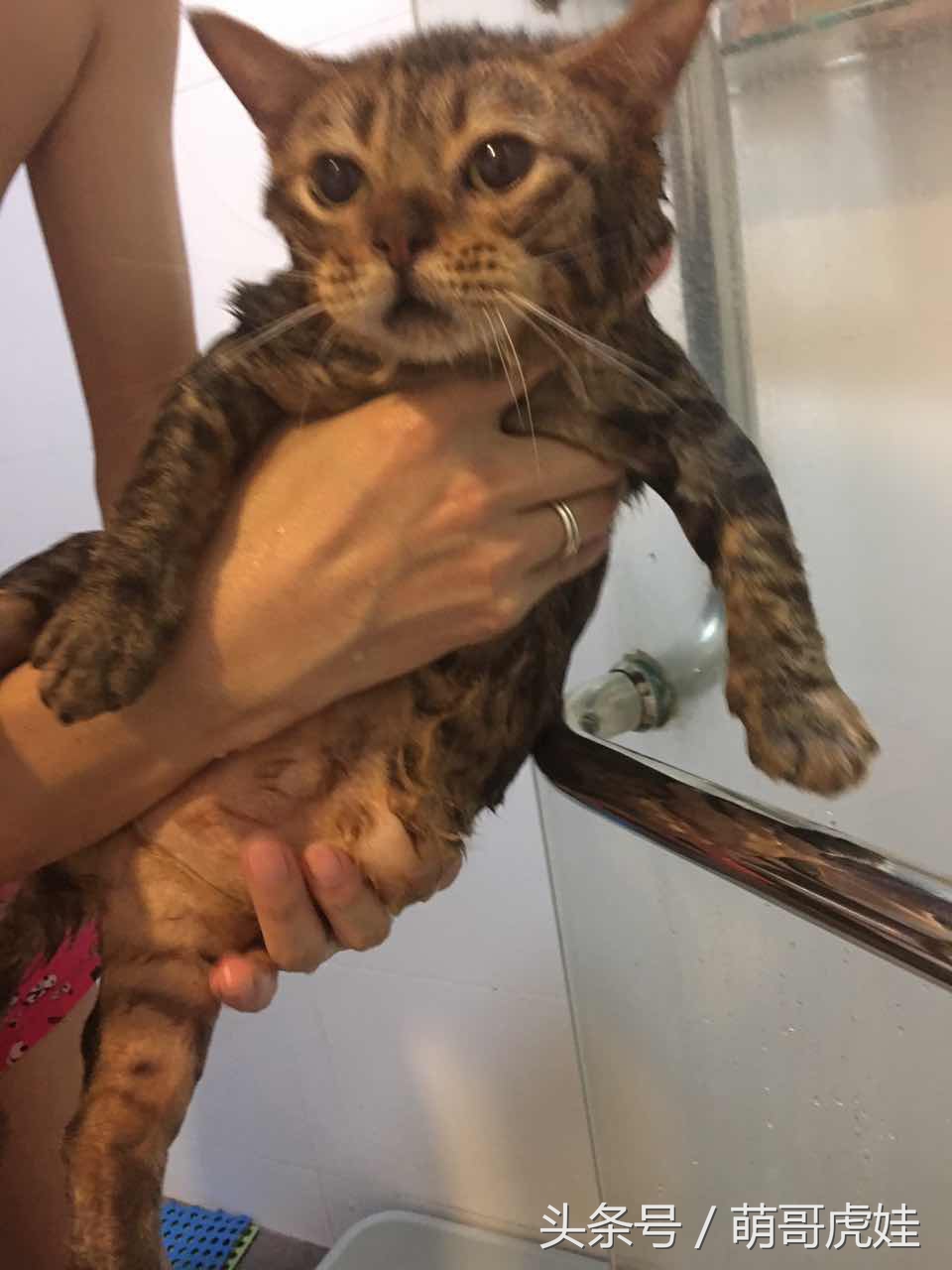 蓝猫掉毛厉害 (公蓝猫掉毛)