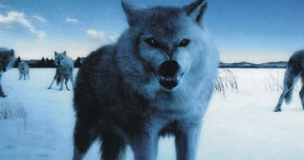 一个人野外遇到狼群,一个人在野外碰到狼群怎么办