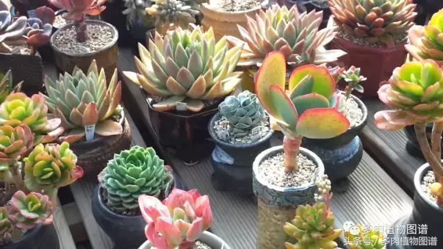满阳台的多肉,满阳台多肉
