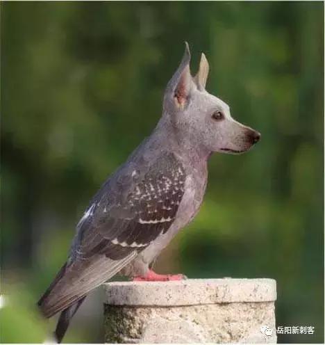 鸽子血纹身的全过程,鸽子血纹身是怎样的