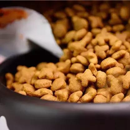 狗狗便血拉稀有几种原因,狗狗又吐又拉稀是什么原因