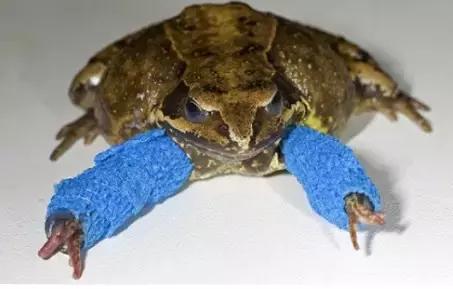 受了伤的狗狗,汪星人受伤真相