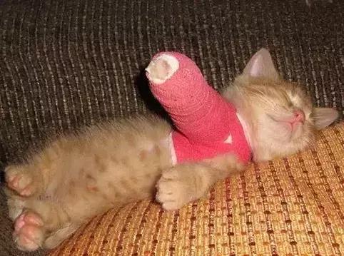 受了伤的狗狗,汪星人受伤真相