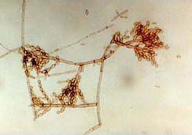 好臭啊是什么梗原视频,好臭啊是什么意思