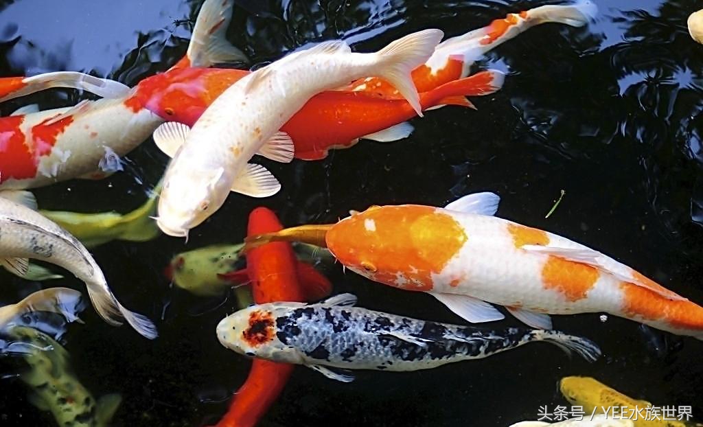 如何正确的饲养锦鲤,锦鲤饲养技巧大全