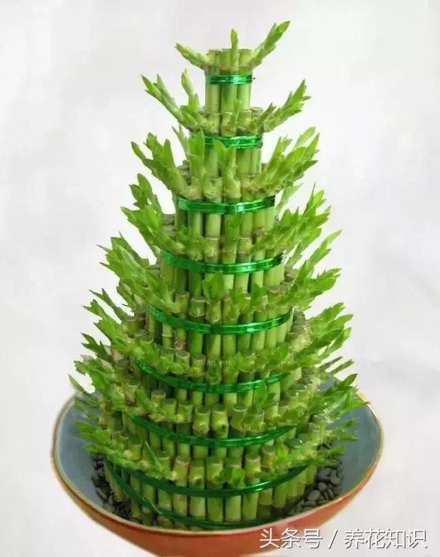 水养一年四季不黄叶的植物,水里加点什么花养得好