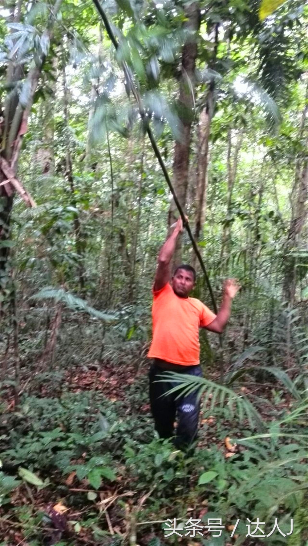 达人J：巴西的盛宴