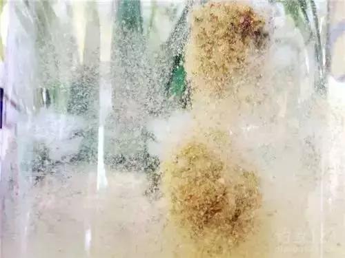 清哥钓鱼调漂教程,清哥钓鲫鱼绝密技巧讲解