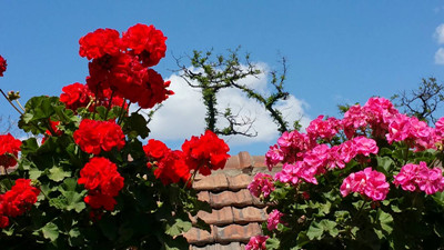 天竺葵叶子发黄怎么挽救,天竺葵叶子发黄是怎么回事