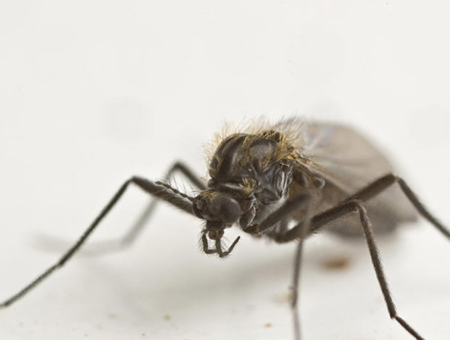 被蚊虫咬了很多红包特别痒怎么办？医生：控制别抓，对症止痒