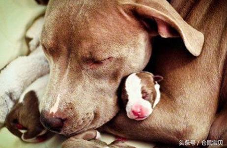 为什么母狗要把自己的小狗咬死,母狗为什么会咬死自己的小狗