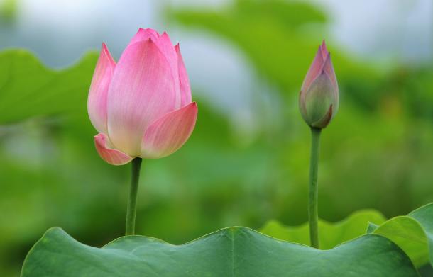 贵阳赏荷,贵阳荷花拍照打卡点