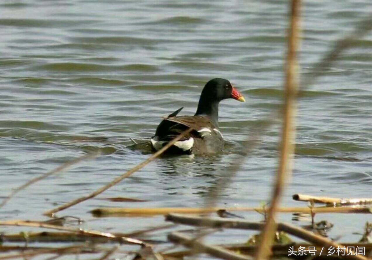 永年附近鸟,邯郸永年湿地鸟类
