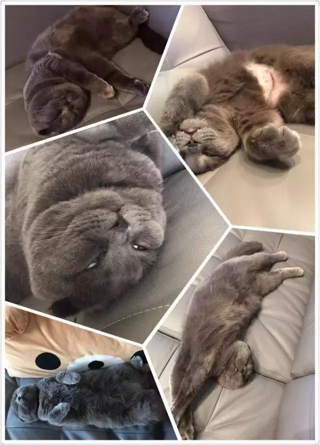 猫咪睡姿大作战,猫咪大字型睡姿图片