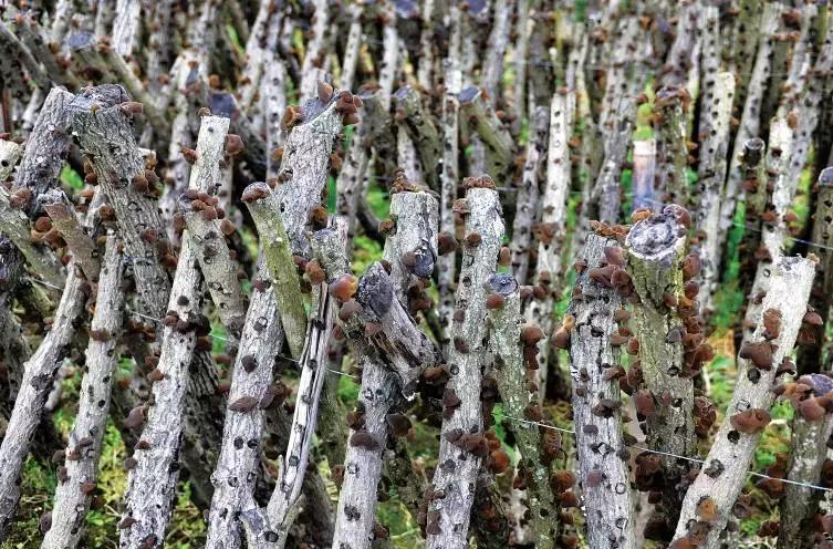 炫炫炫，我们富有的通江，岂能用钱财来衡量