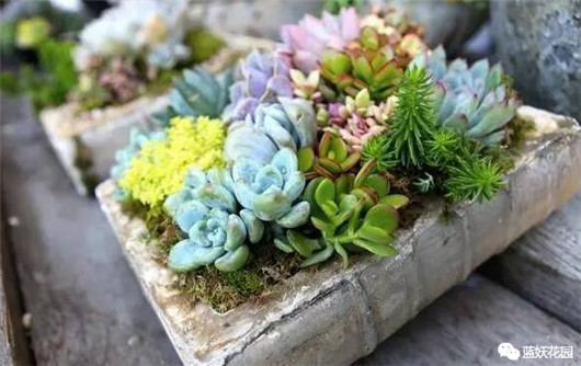 发财树的栽培与君子兰管理,发财树和君子兰可以放在阳光下吗