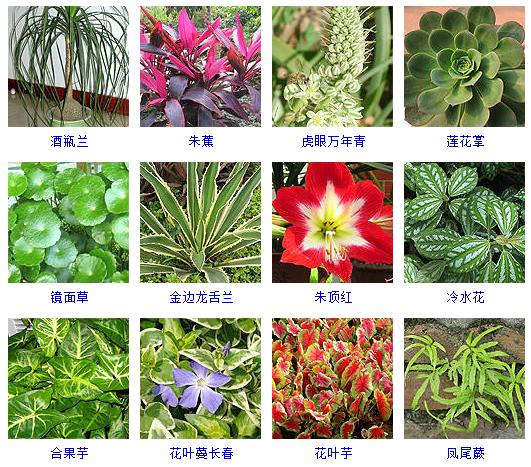 最好养的水养植物,十种养护特别容易的植物