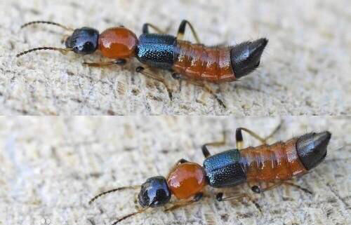 在野外见到这种虫子千万不要扔,有酸性的小虫子