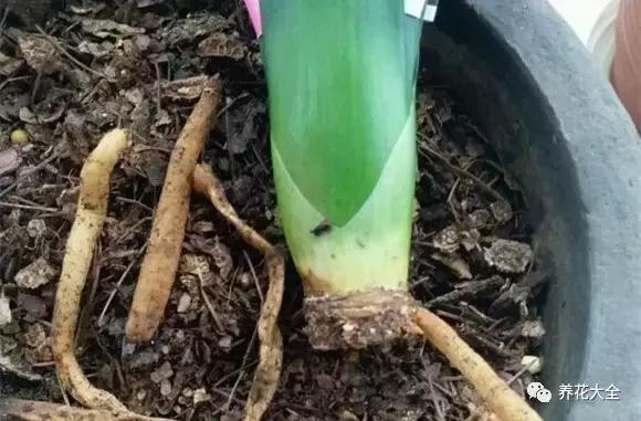 植物起死回生 (让植物起死回生的小妙招)