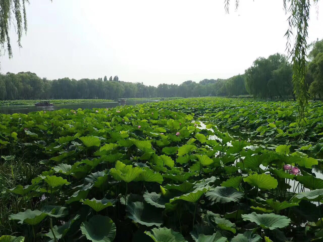 一个被历史毁掉的盛世园林:未被重建,何不夏季去走一走,依旧美不胜收