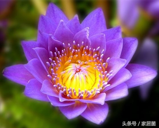 世界上最贵的花去哪卖,世界上最贵的花是哪个国家