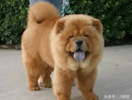 世上有多少种狗狗,世上有几种狗狗叫什么名字