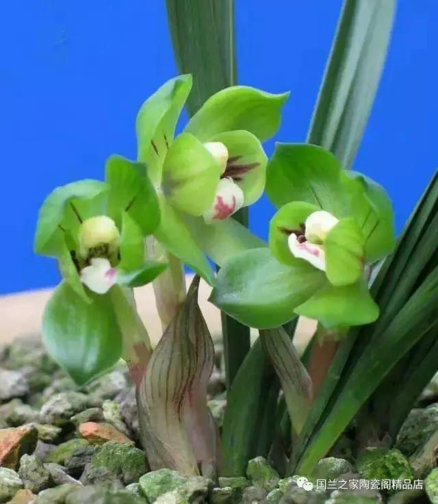 春兰和蕙兰莲瓣,蕙兰带花苞的兰花怎样上盆