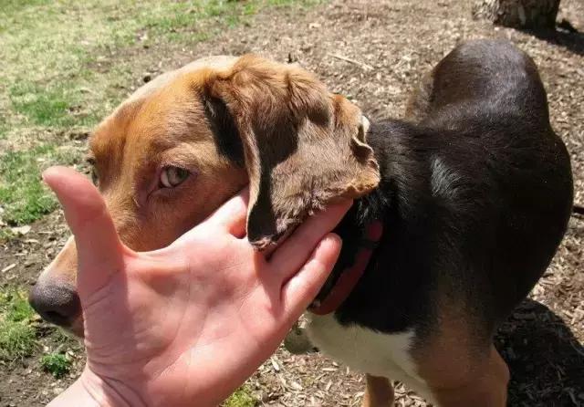 天气炎热致狗狗中暑,夏季狗狗中暑死亡