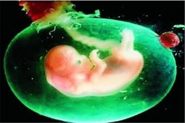试管移植要吃什么有利于着床,移植12天后着床后的饮食